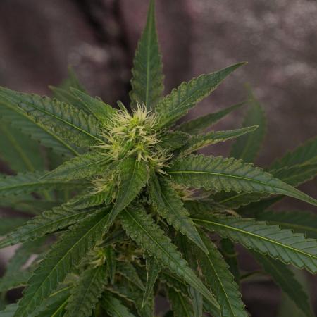 Pheno B Cash Express By Zamnesia
