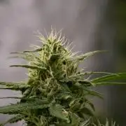 Chem Brulee By Zamnesia Pheno A