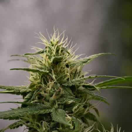 Chem Brulee By Zamnesia Pheno A