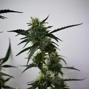 Candy Rain Auto By Zamnesia