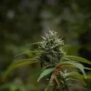 Pheno B Chem Brulee By Zamnesia