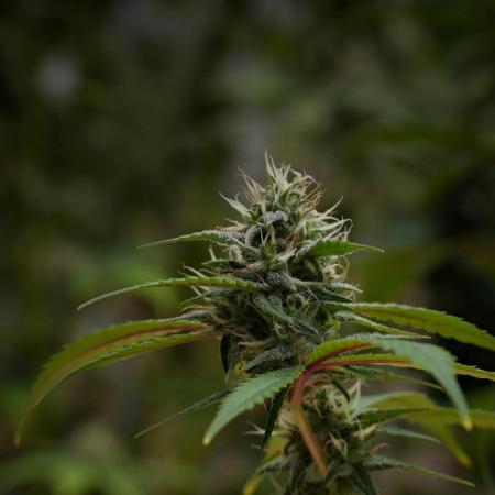 Pheno B Chem Brulee By Zamnesia