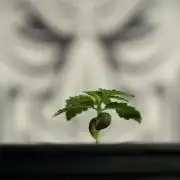 Pickle Lemon Haze F1 Zamnesia Pheno A
