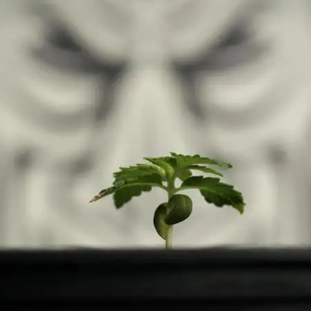 Pickle Lemon Haze F1 Zamnesia Pheno A