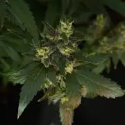 Frosted Guava Auto By Zamnesia Pheno A