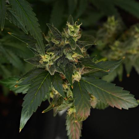 Frosted Guava Auto By Zamnesia Pheno A