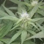 Lava Cake Lava Cake  (Zamnesia Seeds)
