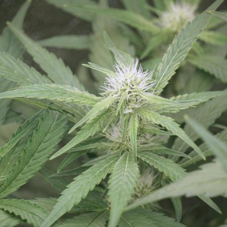 Lava Cake Lava Cake  (Zamnesia Seeds)