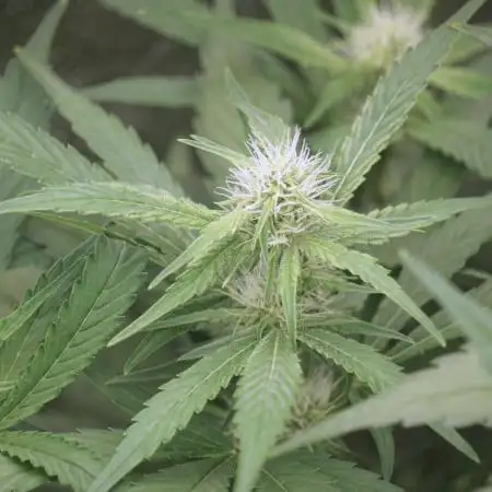 Lava Cake Lava Cake  (Zamnesia Seeds)