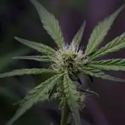 Pheno B Pickle Lemon Haze F1 Zamnesia