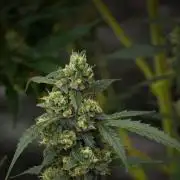 Pheno B Purple CousKush Auto By Zamnesia