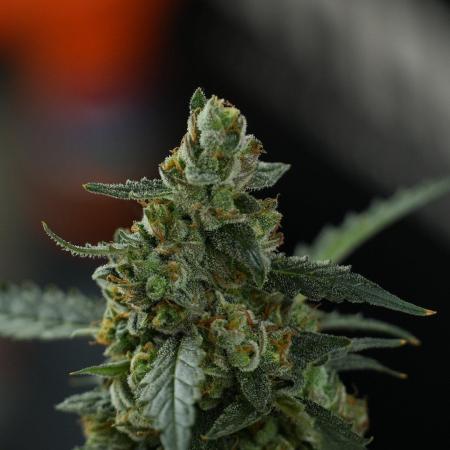 Pheno B Purple CousKush Auto By Zamnesia