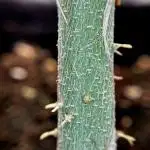 BlueBerry by Zamnesia Seeds