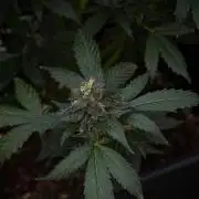 Pheno B Frosted Guava Auto By Zamnesia