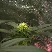 Pheno B God father OG By Zamnesia
