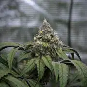 Blue Waffle F1 Zamnesia Pheno A