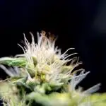 Dognabis 035 Permanent Marker (Zamnesia)