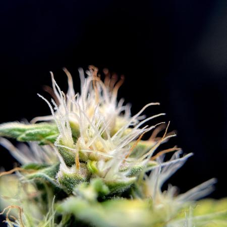 Dognabis 035 Permanent Marker (Zamnesia)