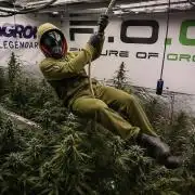 Pheno B Purple Haze By Zamnesia