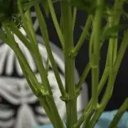 Amnesia Skunk The Zamnesia Way