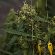 Amnesia Haze Auto by Zamnesia Pheno A