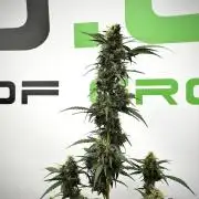 Candy Rain Auto By Zamnesia