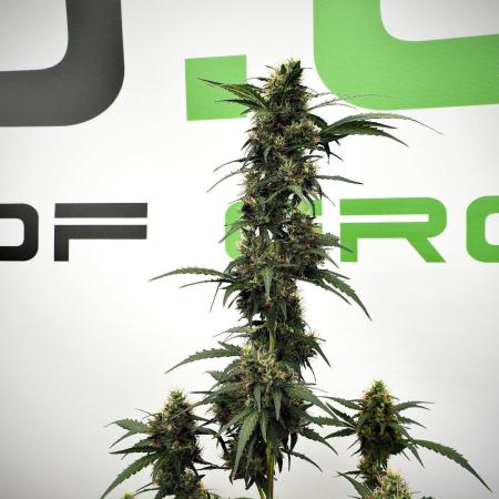 Candy Rain Auto By Zamnesia