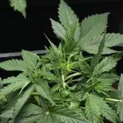 Pheno B Pink Rosay Auto By Zamnesia