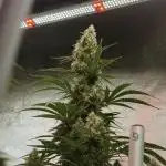 Lava Cake Lava Cake  (Zamnesia Seeds)