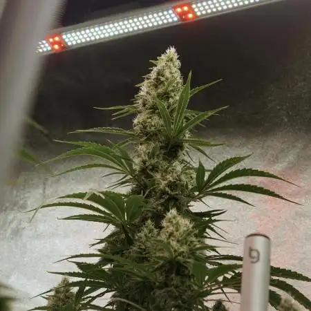 Lava Cake Lava Cake  (Zamnesia Seeds)