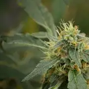Pheno B Purple Haze By Zamnesia