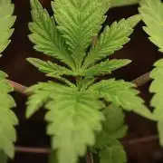 Blue Waffle F1 Zamnesia Pheno A