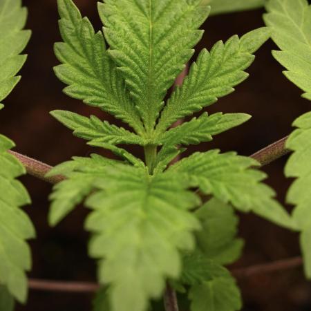 Blue Waffle F1 Zamnesia Pheno A