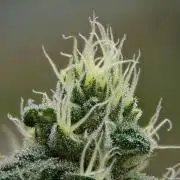Pheno B Pickle Lemon Haze F1 Zamnesia
