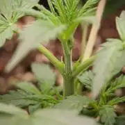 Cosmic Noodles a Zamnesia Dish