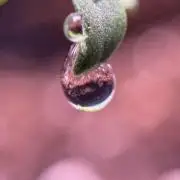 LSD Zamnesia Trippping