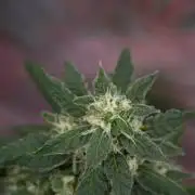 Chem Brulee By Zamnesia Pheno A