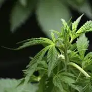 Amnesia Haze Auto by Zamnesia Pheno B