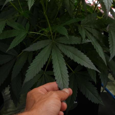 Pheno B Purple Haze By Zamnesia
