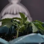 TicaL X Zamnesia-NectarDrip pack#268/750