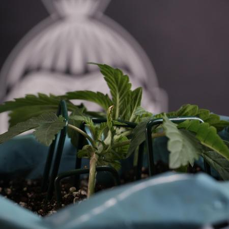 TicaL X Zamnesia-NectarDrip pack#268/750