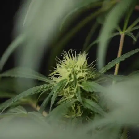 Skywalker OG Legends of the 12/12 Galaxy