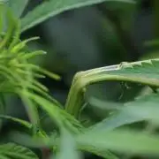Pheno B Blue Waffle  F1 Zamnesia