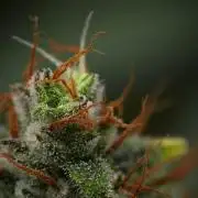 Pink Rosay Auto By Zamnesia Pheno A