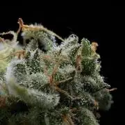 SOUR DIESEL-The Ascension of a Legend