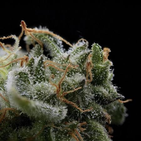 SOUR DIESEL-The Ascension of a Legend