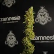 Pheno B Amnesia Haze Auto by Zamnesia