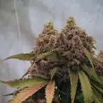 BlueBerry by Zamnesia Seeds