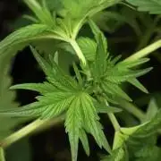 God father OG By Zamnesia Pheno A