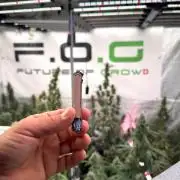 Pheno B God father OG By Zamnesia